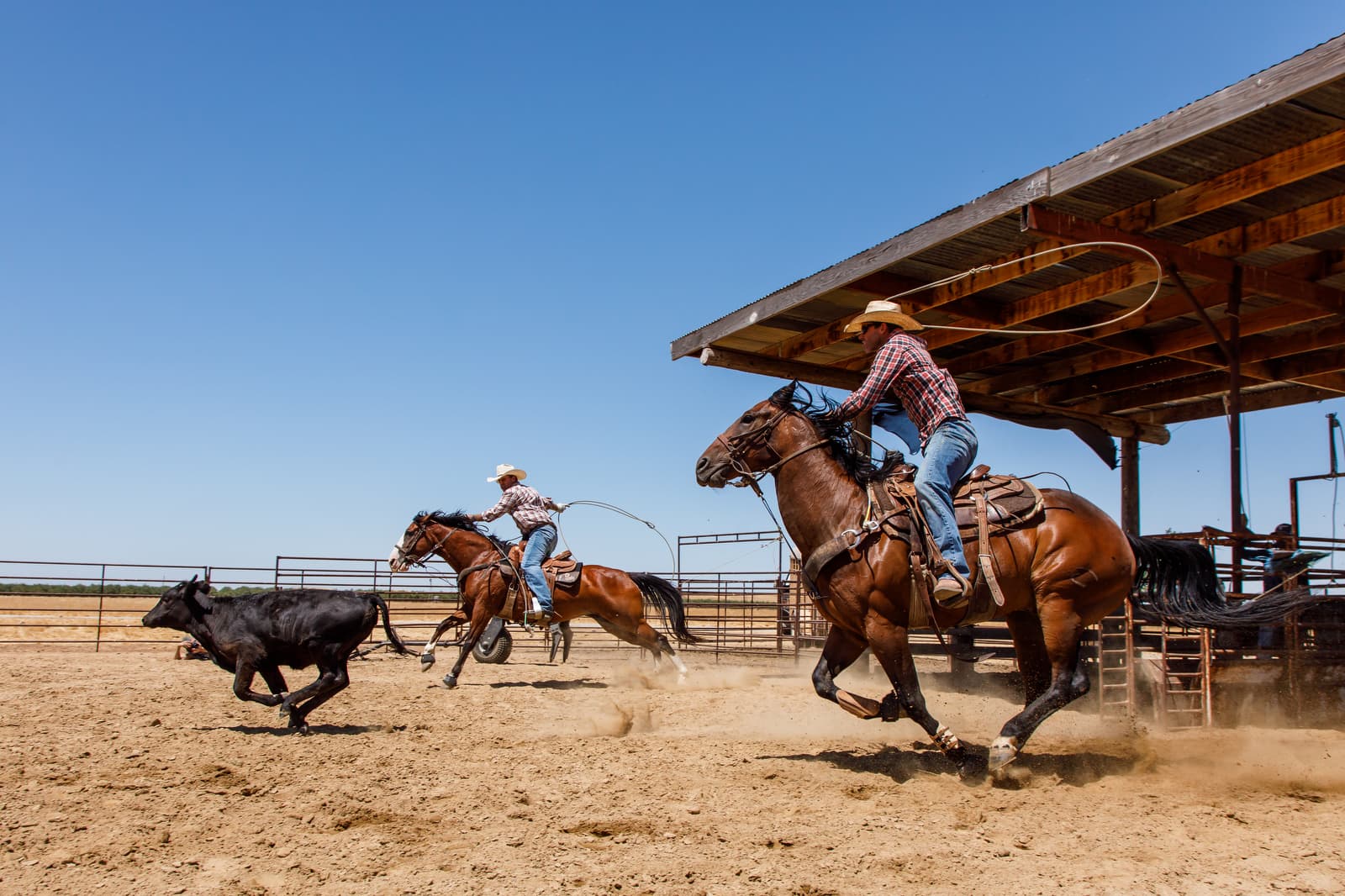 John Smith Performance Horses